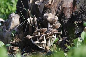 selektivt fokus skott av svamp i skog foto