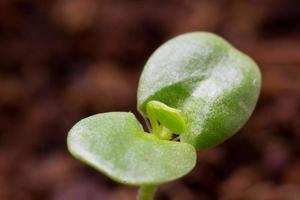 närbild av kotyledons plantor. foto