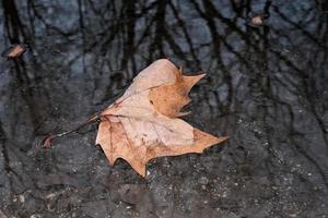 ek blad i höst i vatten foto