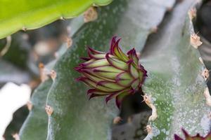 knapp blommig pitahaya drakefrukt på en kaktus foto