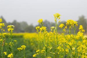 senap skön blomma - natur gul landskap blomma foto