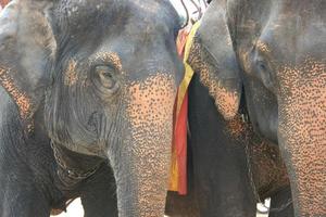 elefanthuvud i lantgård i Thailand foto