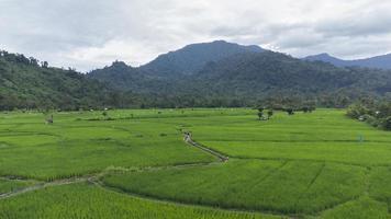 hög vinkel se av ris fält och kulle foto