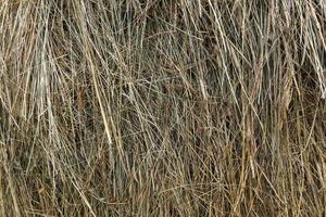 torr hö i en stack. naturlig textur, bakgrund. foto