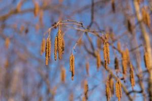 allmänning al. manlig blomställning på blå himmel bakgrund. al gren i tidigt vår. foto