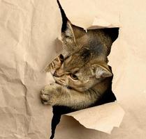 vuxen grå brittiskt raköra katt kikar ut av en hål i brun papper, rolig munkorg foto