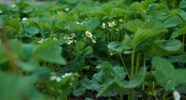 jordgubb buske med grön löv och vit blommor i vegetabiliska trädgård, frukt växande foto