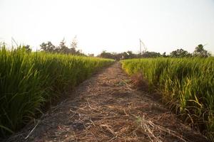 risfält i Thailand foto