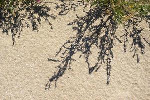 skuggor från de grenar av växter på de sandstrand av de sanddyner. foto