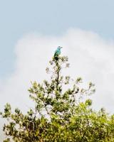 vashlovani nationell parkera i georgien foto