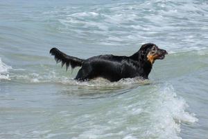 svarthårig hund spelar i de hav vatten i sommartid foto