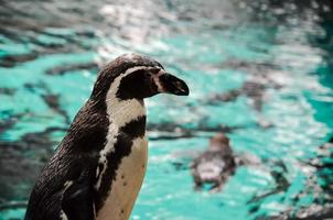 söder afrikansk pingvin porträtt foto