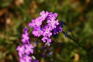 ljus färgad blommande växter i utomhus- trädgård i karachi pakistan 2022 foto