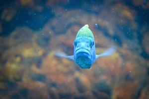 blå munbroderare fisk - främre se, defocused bakgrund foto