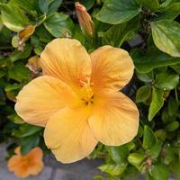 gul hibiskus blommande i mogan, gran canaria foto