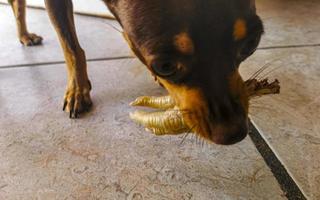 hund äter och crunches kyckling ben i Mexiko. foto