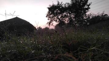 morgon- ljus innan soluppgång och de daggig gräs foto