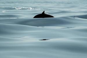 svart silhuett randig delfiner medan Hoppar i de djup blå hav foto