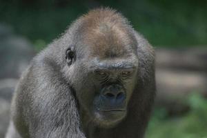 gorilla apa apa stänga upp porträtt foto