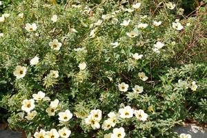 skön färsk blommor som en bakgrund foto