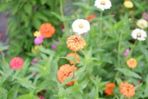 skön färsk blommor som en bakgrund foto