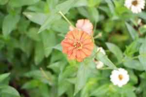 skön färsk blommor som en bakgrund foto