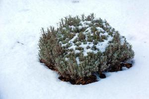 lavendel- buske i vinter- täckt med snö. växter och blommor i vinter. foto