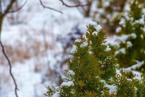 thuja i de snö. thuja orientalis aurea nana i vinter. grön thuja buskar täckt med vit snö. foto