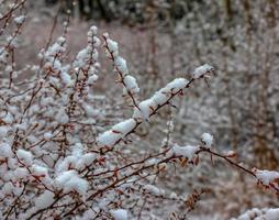 grenar av berberis thunbergii gyllene ringa i vinter- med röd mogen bär. efter upptining, en liten snö och droppar av frysta vatten förbli på de bär och grenar. suddig selektiv fokus foto
