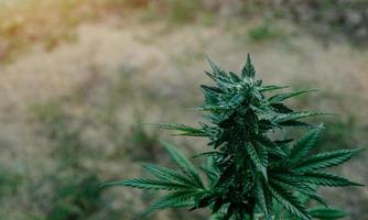 blå dröm cannabis ras marijuana växande i de jord foto