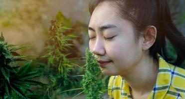 Asien kvinna lukta marijuana blomma i de cannabis plantage foto