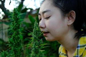 Asien kvinna lukta marijuana blomma i de cannabis plantage foto
