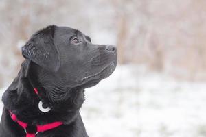 profil av en svart labrador retriever i ammunition. porträtt av en hund på en snöig dag. foto