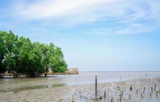 grön mangrove träd plantering i mangrove skog. mangrove ekosystem. naturlig kol sänkor. mangrove fånga co2 från de atmosfär. mangrove absorbera kol dioxid utsläpp. marinmålning på solig dag. foto