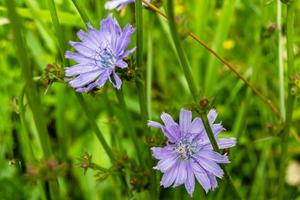 skönhet vild växande blomma cikoria vanlig på bakgrund äng foto