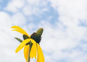 gula blommor i himlen foto