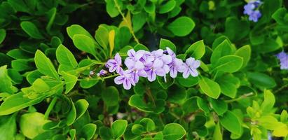 färsk små lila blomma med grön löv bakgrund i blommig trädgård parkera. skönhet av natur och växt begrepp foto