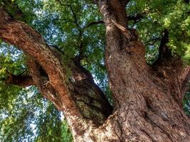 gammal springor, rynkor och snedvridningar på de trunk av de gammal tamarind träd foto