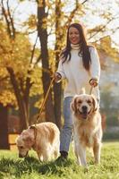 brunett promenader med två gyllene retriever hundar i de parkera på dagtid foto