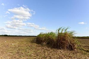 socker sockerrör fält i en plantage i guayabales, kuba. foto