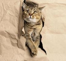 vuxen grå brittiskt raköra katt kikar ut av en hål i brun papper foto