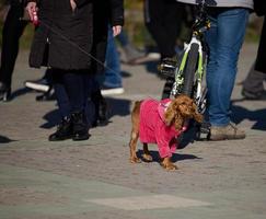 hund i rosa kläder promenader på en koppel med de ägare foto