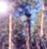 stäpp gräs med ett öra på de kant av de skog foto