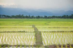 ris gård i Thailand