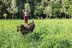 porträtt av en ung blond kvinna Träning en jakt hund av de kurz-haar ras i de parkera. sommar tid semester foto