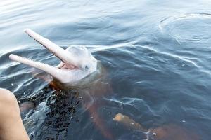 flod delfiner också känd som botos vanligen hittades i de floder av de amazon område i Brasilien foto