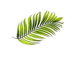 ovanifrån av ett grönt palmblad foto