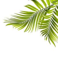 två gröna palmblad foto