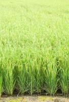 risfält i Thailand