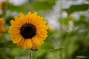 närbild av en blommande solros i ett fält med suddig naturbakgrund foto